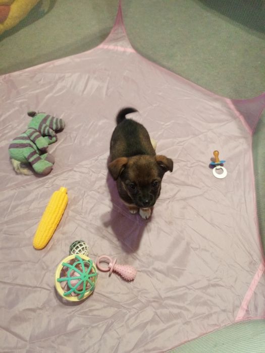 Чудова дівчинка у родину