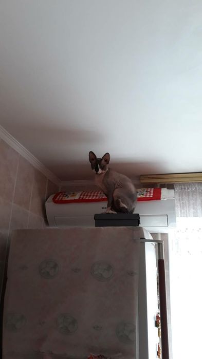 Сфинкс ищет невесту