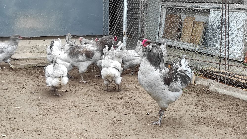 Інкубаційні яйця амераукан, амераукани, амераукана