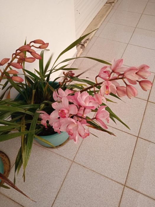 Vendo orquídeas várias cores.