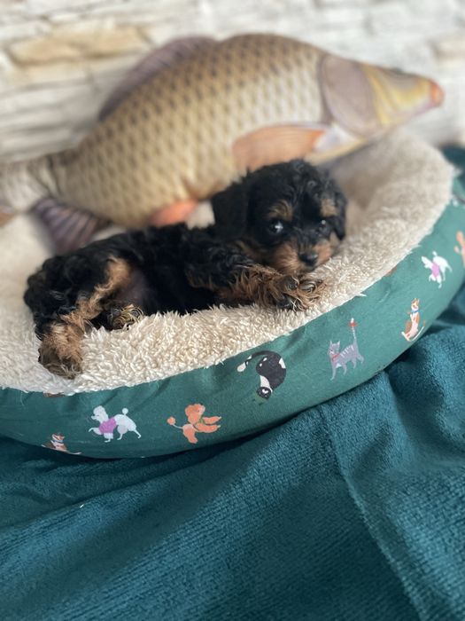 Cavapoo śliczny samiec tricolor cavalier pudel