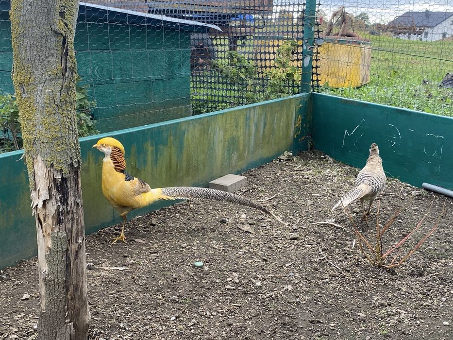 Para bażantów bananowych