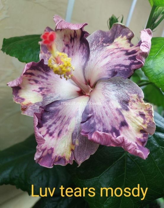 Сортовий гібіскус