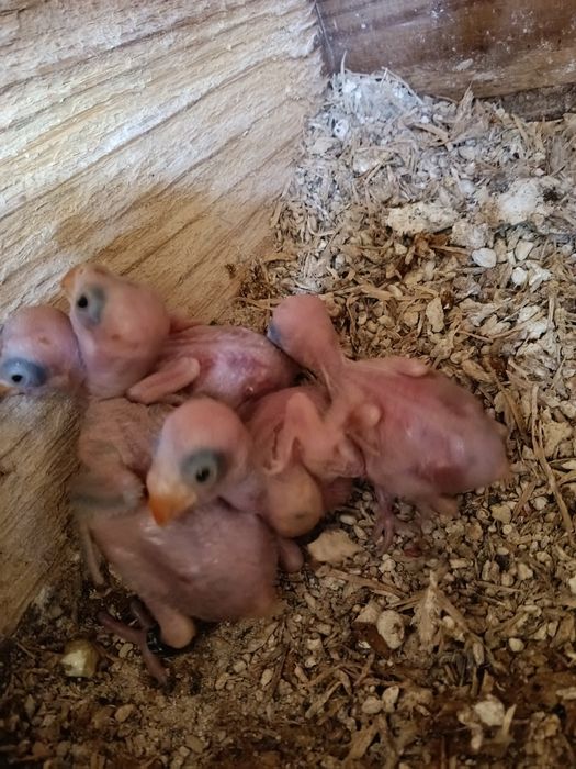 Ring necks para criar á mão