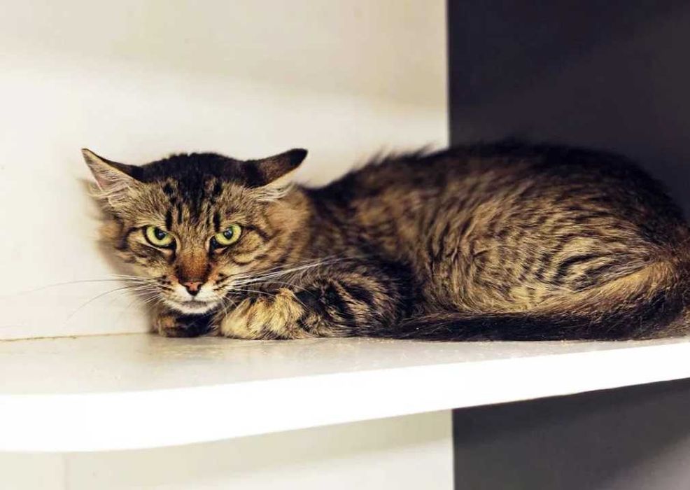 Дуже ніжна киця, кішка, кішечка Рися – у пошуках домівки!