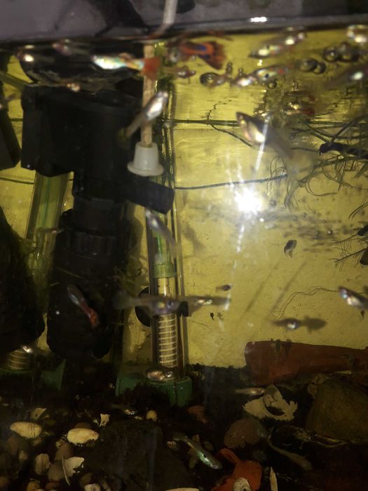 Comunidade  só Guppys   total de mais 50 animais
