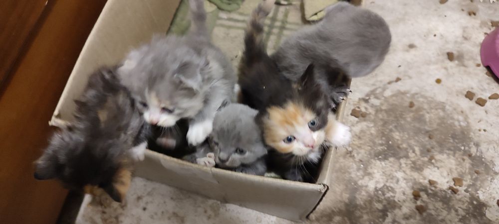 Безкоштовно кошенята