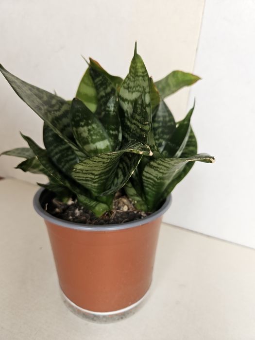 Planta Mini Espada de São Jorge em Vaso Plástico 12 cm