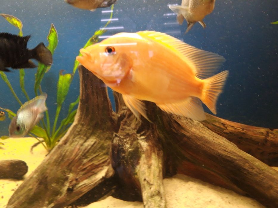 Młode pielęgnice cytrynowe  17-23 cm