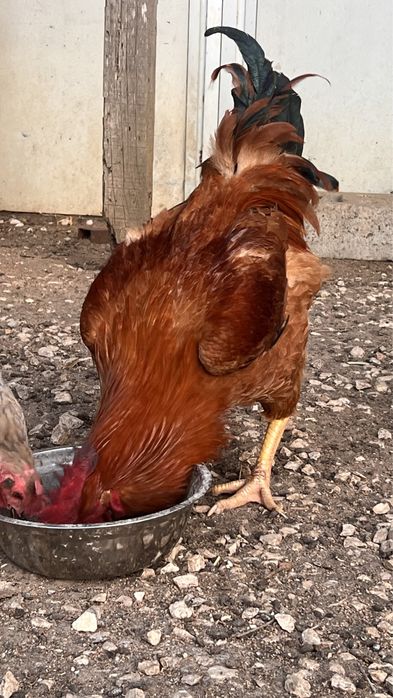 Vendo Galo ja criado