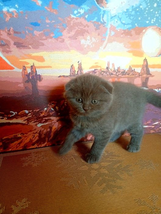 Котенята висловухі шотландці