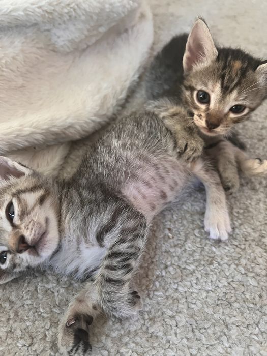 Gatinhas para adopcao
