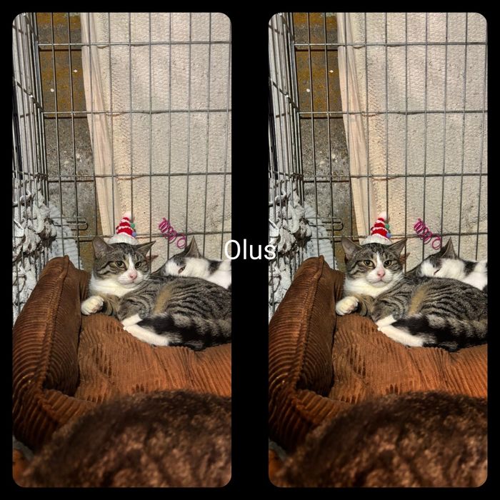 Kotki i kocurki do adopcji