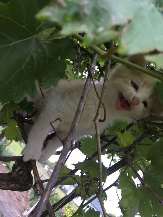 Кошенята в добрі руки!