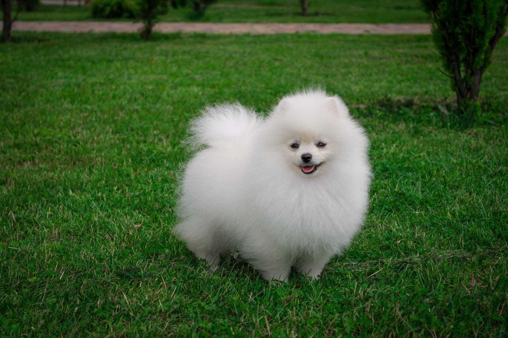 Нереально красива дівчинка померанський шпіц з документами ксу!