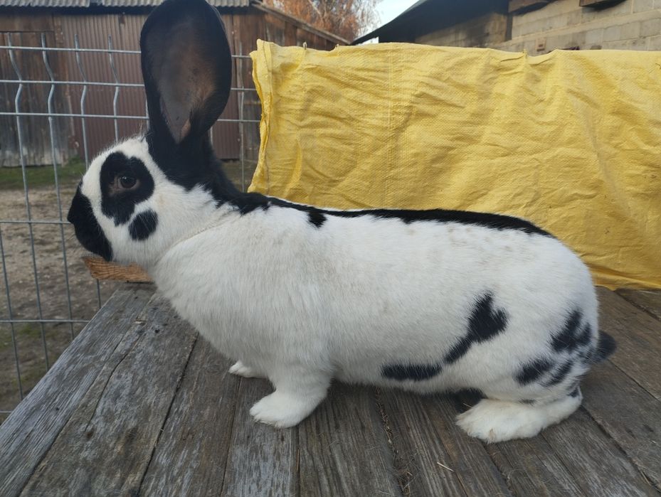 Sprzedam 1.0 olbrzym srokacz czarny