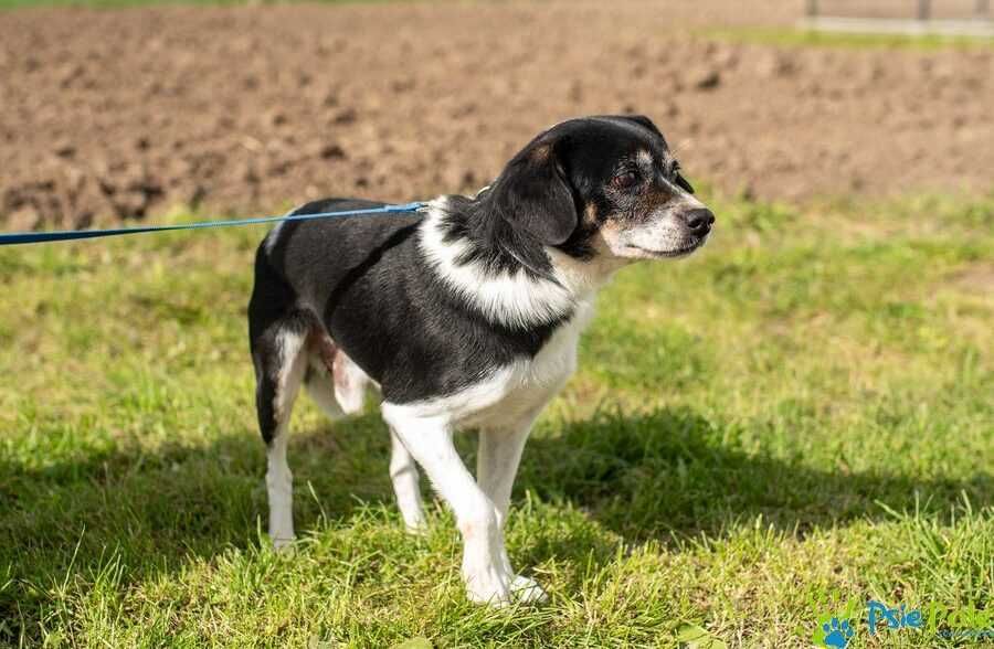 Biało-czarny milutki SIEMEK szuka kochającego domu