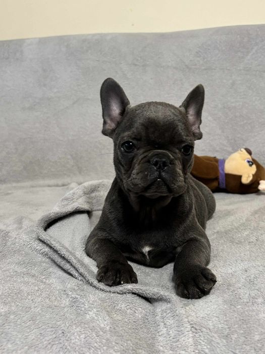 Buldog Francuski suczka niebieska Elza rodowód