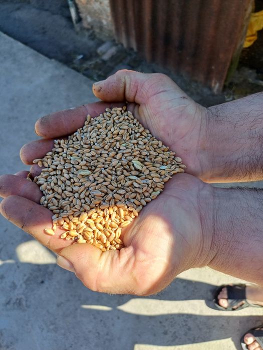 Продам  зерно пшениця