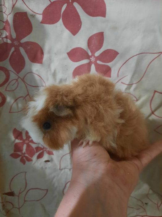 Трьох кольорова  довгошерста кудрява морська свинка