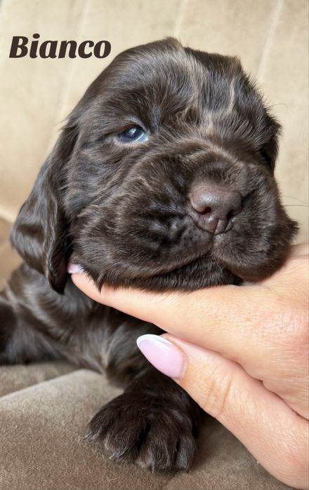 Cocker Spaniel Angielski