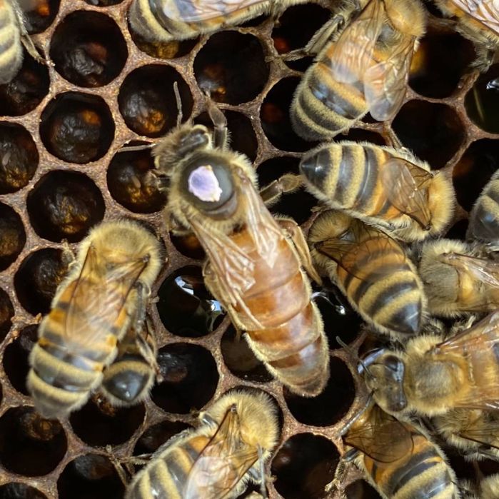 Бджоломатки apis mellifera ligustica з Італії  2026