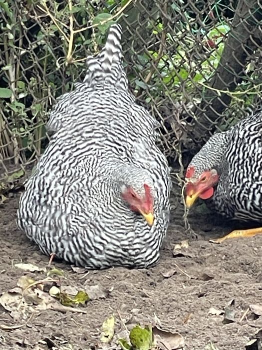 Амрокс. Півні. 5 місяців