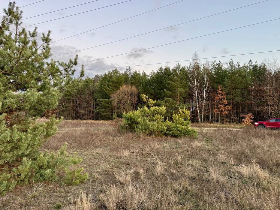 Ділянка 15 сот з СОСНАМИ, перша Лінія до Лісу. Без Комісії. Дмитрівка.