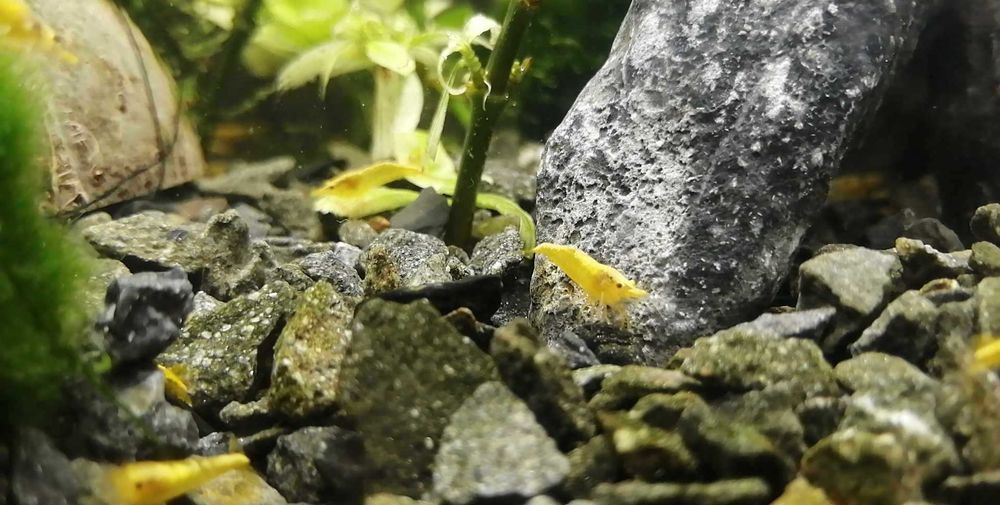 Krewetka Yellow Golden Line słodkowodna