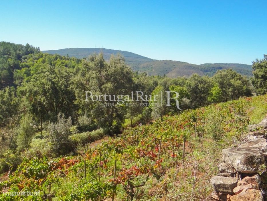 Terreno agricola com vinha, olival e árvores de fruto