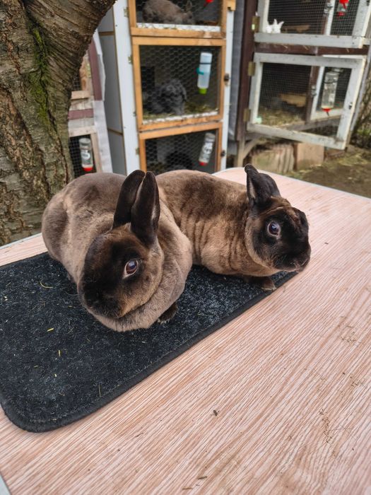 Mini rex kuna brazowa para