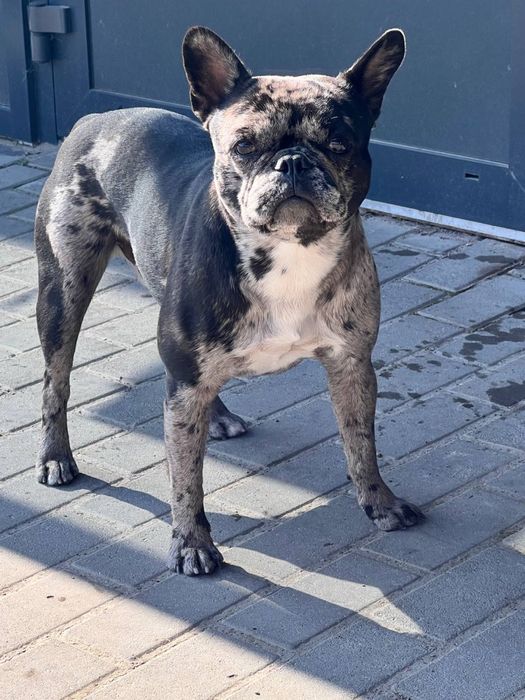 Вʼязка французький бульдог