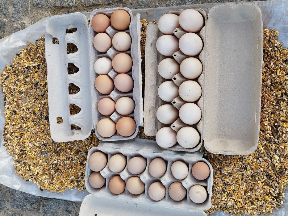 Ovos de animais criados ao ar livre