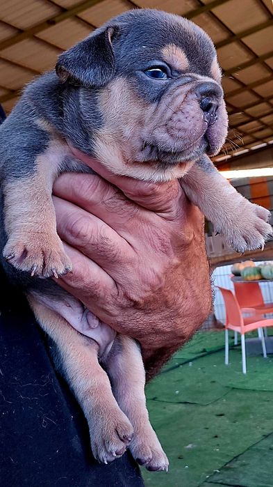 Bulldog francês Macho cor Blue And Tan