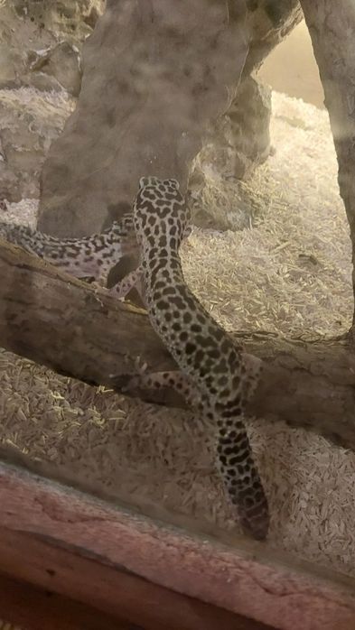gekony lamparcie