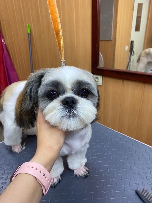 Мальчик Ши-тцу шукає наречену.Мальчик Ши-тцу ищет невесту