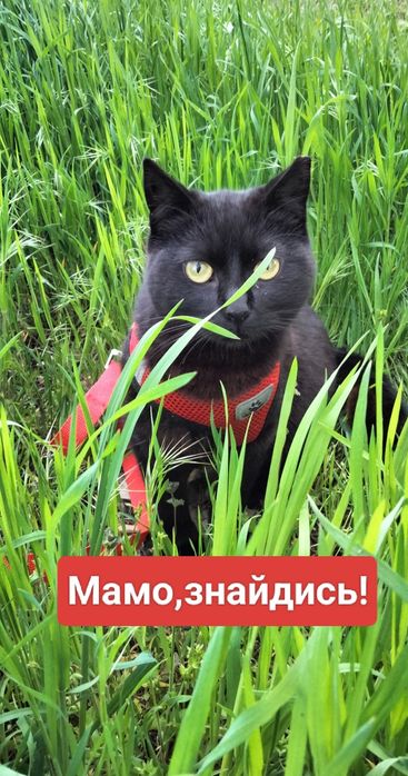 Мамо,знайдись,я тебе дуже чекаю!