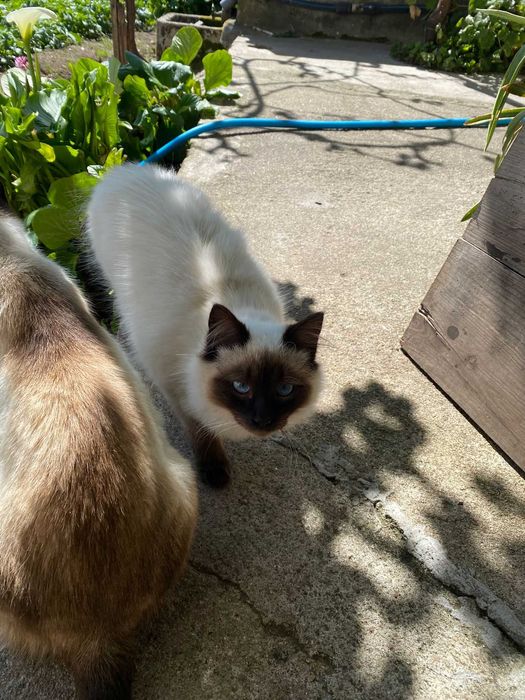 Gatinho siamês com menos de um ano