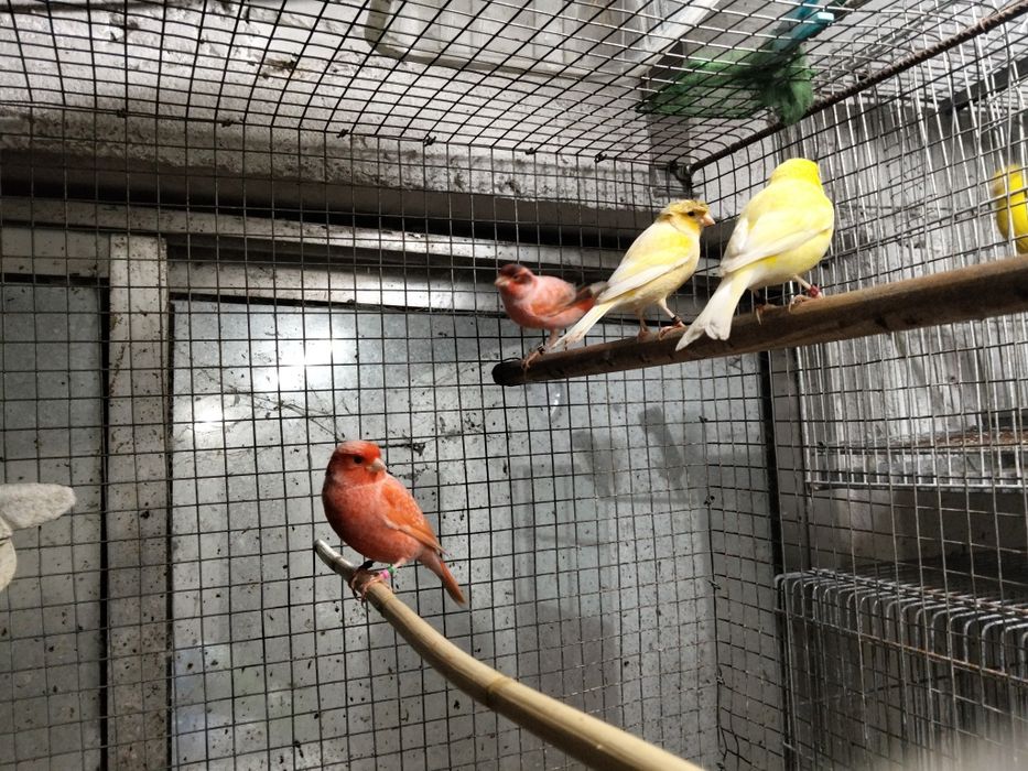 Cedência de várias aves