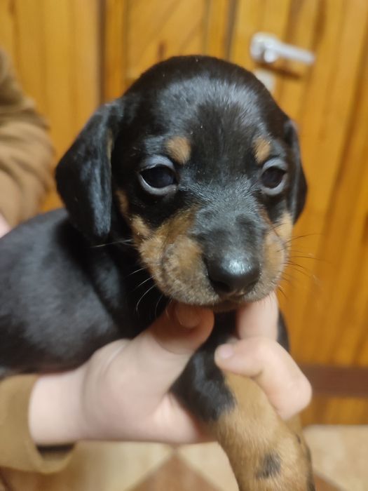 Jamnik krótkowłosy czarny podpalany.