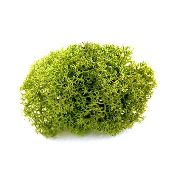 Mech Finlandzki Reniferowy PREMIUM CHROBOTEK 60g  do lasu w szkle