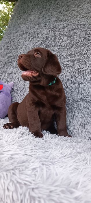 Шоколадні Лабрадори
