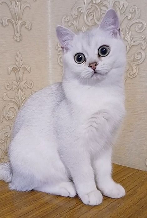 Котики та кішечка срібна шиншила.Купити в Київі в Україні.