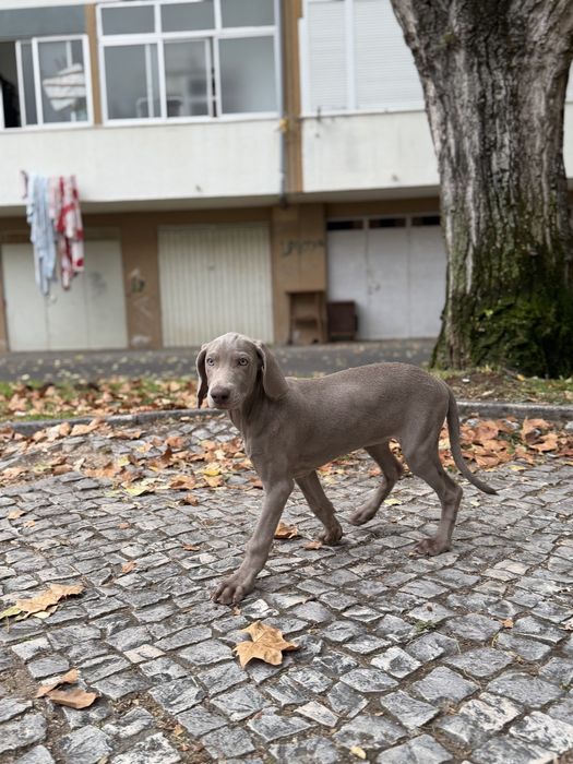 Weimaraner femea bebe