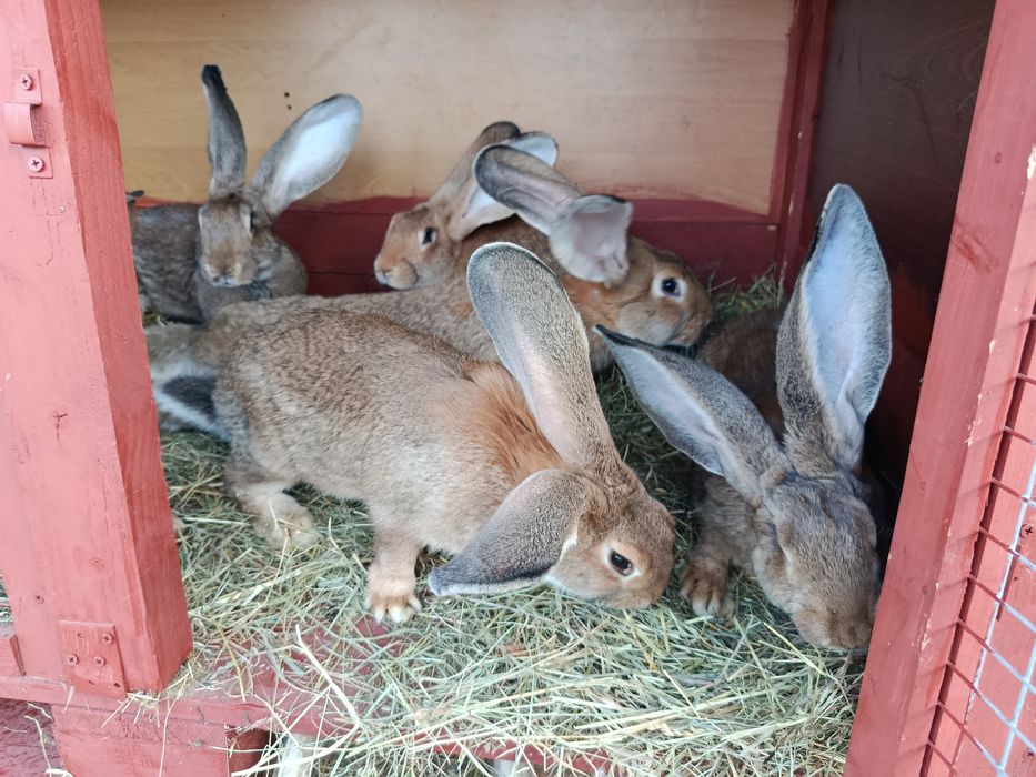 Króliki olbrzym belgijski