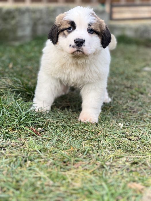 Маленька дівчинка сенбернар