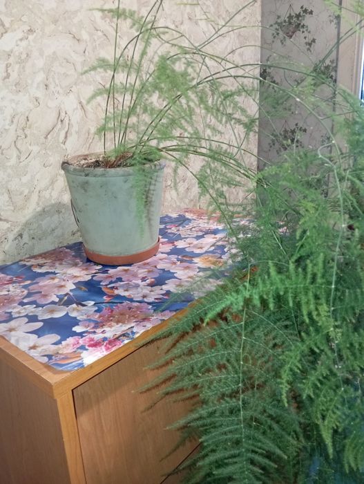 Аспарагус павутинка. Кімнатна рослина.