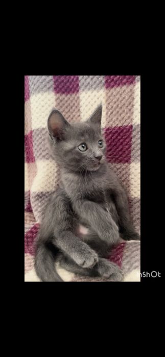 Котята в добрые руки Днепо