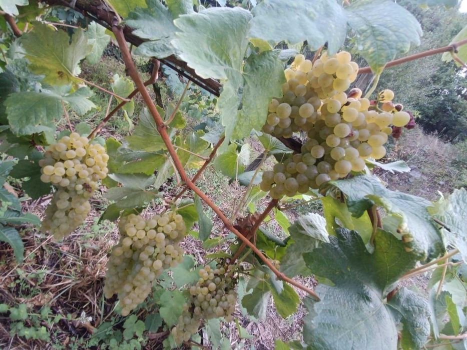 Uvas tintas e brancas