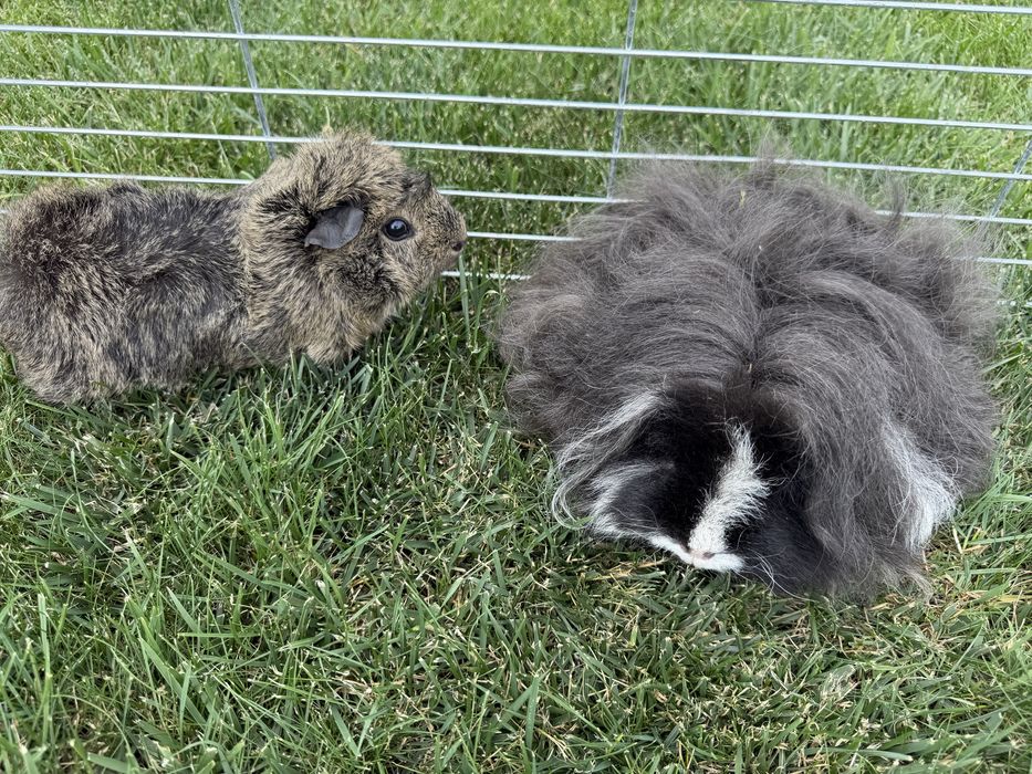 2 swinki morskie - samiczki